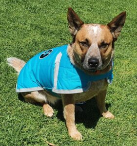 Aqua waterproof dog coat from Lucky Bay Brewing